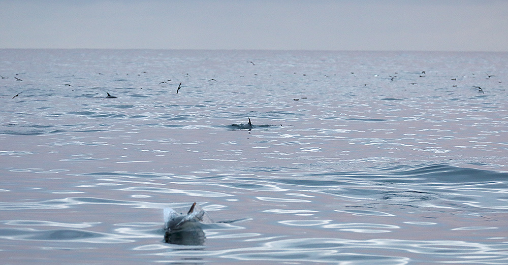 pelagic dolphins